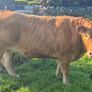 Cattle Image 9