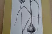 Vegetables