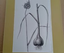 Vegetables