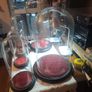Vintage Glass Domes,Taxidermy or Interior Design. Image 7