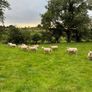 28 Hoggets strong Cross Image 4