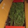 Christmas tree Image 2