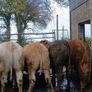 Super heifers Image 4