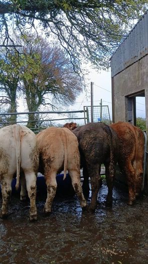 Super heifers