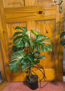 Monstera Albo Borsigiana #50 mature variegated plant