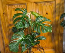 Monstera Albo Borsigiana #50 mature variegated plant