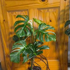 Monstera Albo Borsigiana #50 mature variegated plant