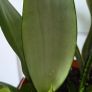 Plants set (Sansevieria) Image 4