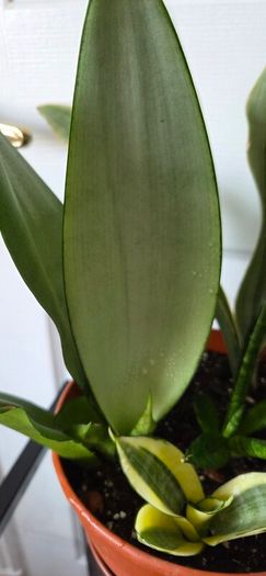 Plants set (Sansevieria)