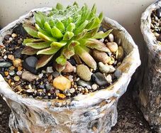 outdoor plant