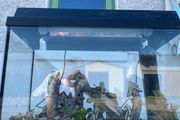 fish tank