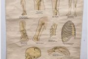 1942 First Aid fracture chart