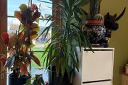yucca