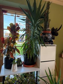 yucca