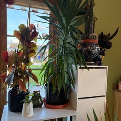 yucca