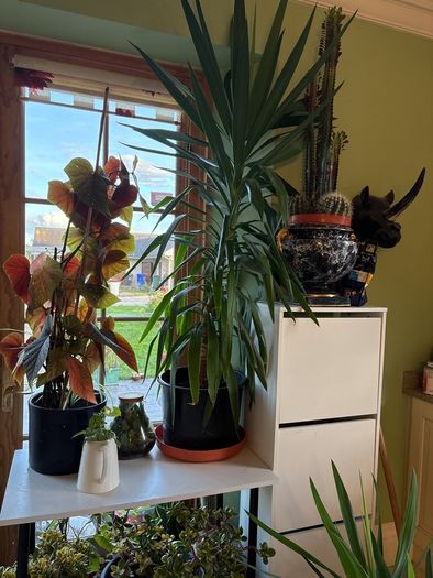 yucca