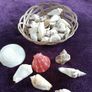 Basket of Seashells Image 2