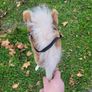 stick horse Image 5