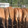 22 charlaois and limousine heifers 315kg Image 5