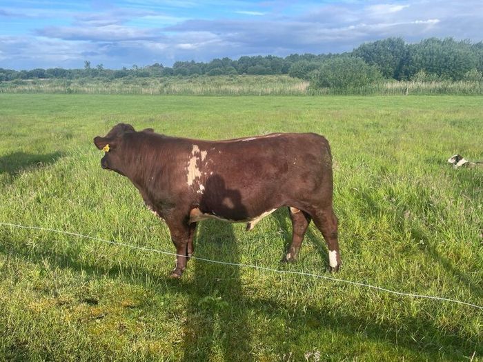 4 star Shorthorn Bull