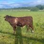 4 star Shorthorn Bull Image 2