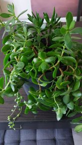 Large mixed succulent plant arrangement