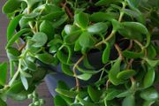 Large mixed succulent plant arrangement
