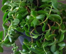Large mixed succulent plant arrangement