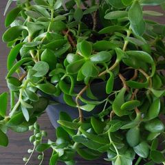 Large mixed succulent plant arrangement