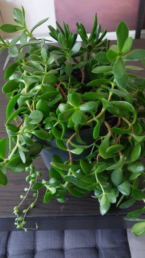 Large mixed succulent plant arrangement