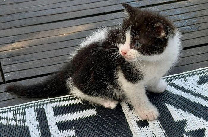 kittens free to good home