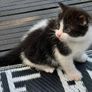 kittens free to good home Image 3