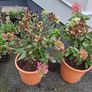Hydrangea Paniculata Image 2