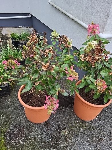 Hydrangea Paniculata