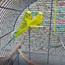 budgies Image 8