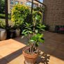 jade plant Image 3