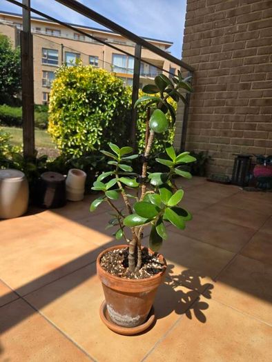 jade plant