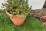 large potted