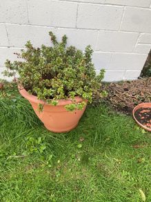 large potted