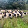 Ewe hoggets Image 3