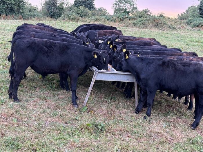 20 Aberdeen Angus Bull Weanlings
