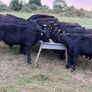 20 Aberdeen Angus Bull Weanlings Image 2