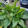 Large Calle Lily / Zantadascia Image 2
