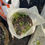 Top Soil Image 6