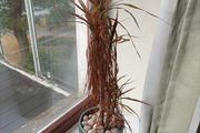 Plant Pot