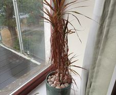 Plant Pot