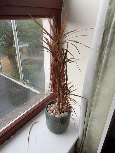 Plant Pot