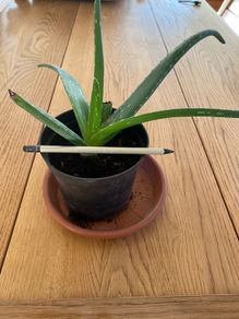 Aloe Vera plant