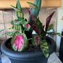 plant Image 5
