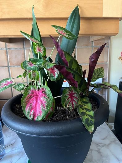 plant
